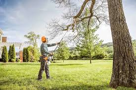 Best Storm Damage Tree Cleanup  in Timonium, MD