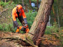 How Our Tree Care Process Works  in  Timonium, MD
