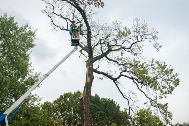 Professional Tree Removal in Timonium, MD