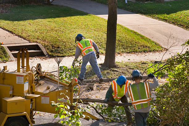 Best Tree Mulching  in Timonium, MD