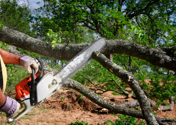 Best Tree Health Inspection  in Timonium, MD